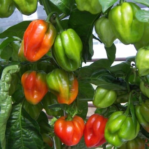 Chilli Pepper Seeds - Qty 50 - Scotch Bonnet Red