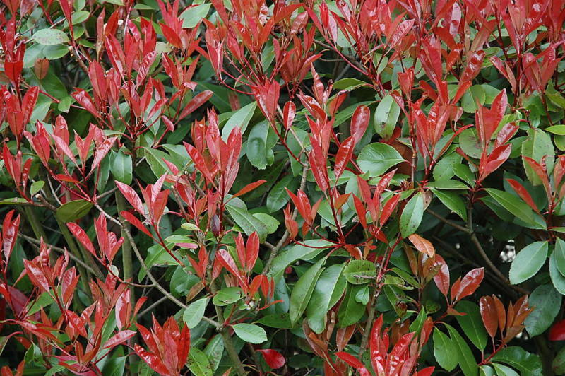 100  Photinia Red Robin Hedging Plants 35-45cm Bushy Evergreen Hedge Shrubs