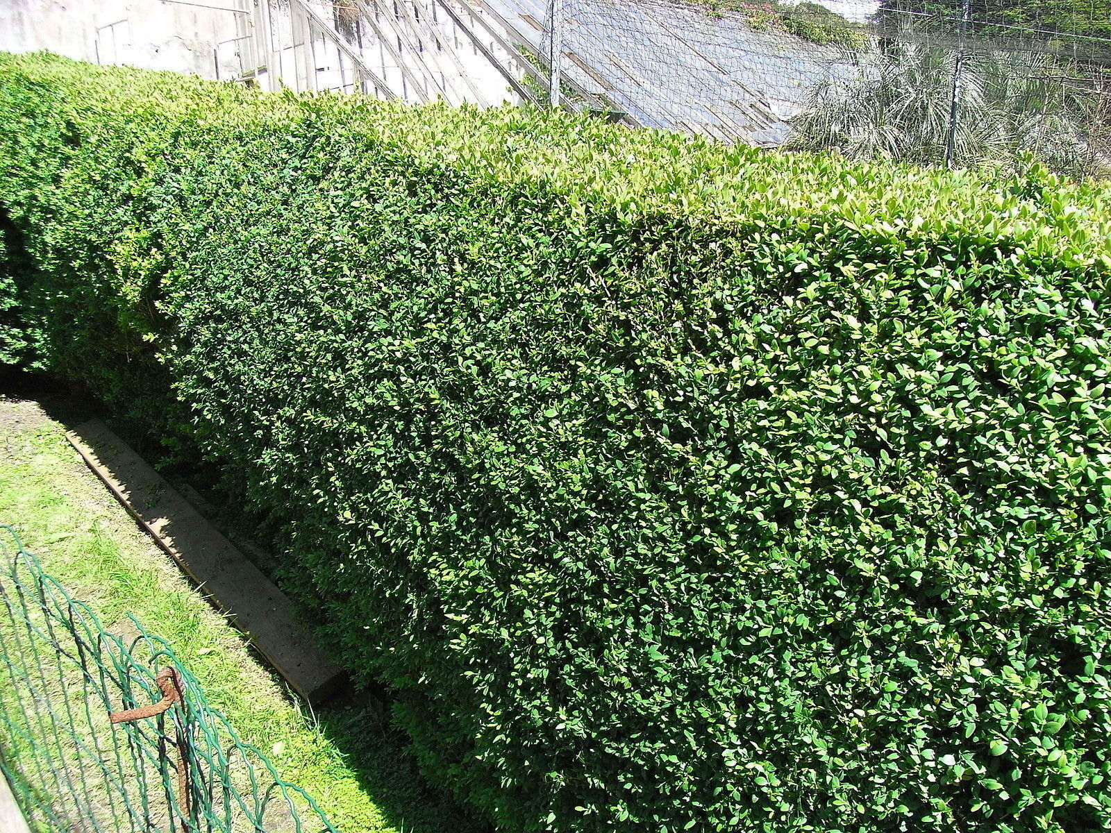 Common Box 30-40cm, Buxus Sempervirens,Big Bushy Evergreen Hedging Plants