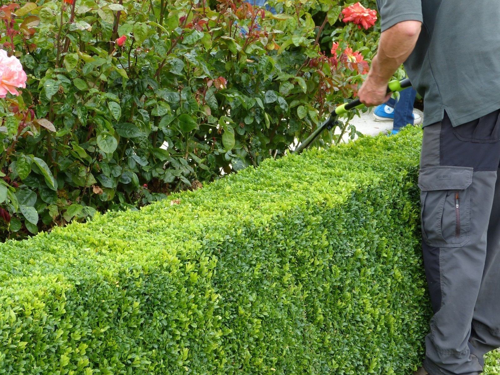 Common Box 30-40cm, Buxus Sempervirens,Big Bushy Evergreen Hedging Plants