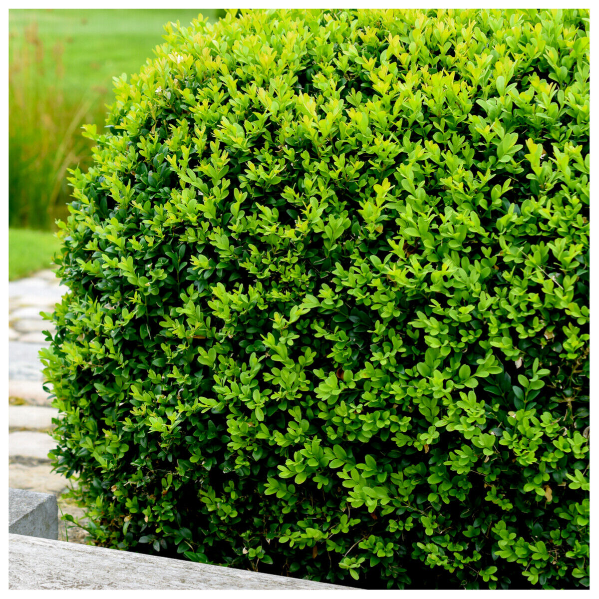 Common Box 30-40cm, Buxus Sempervirens,Big Bushy Evergreen Hedging Plants