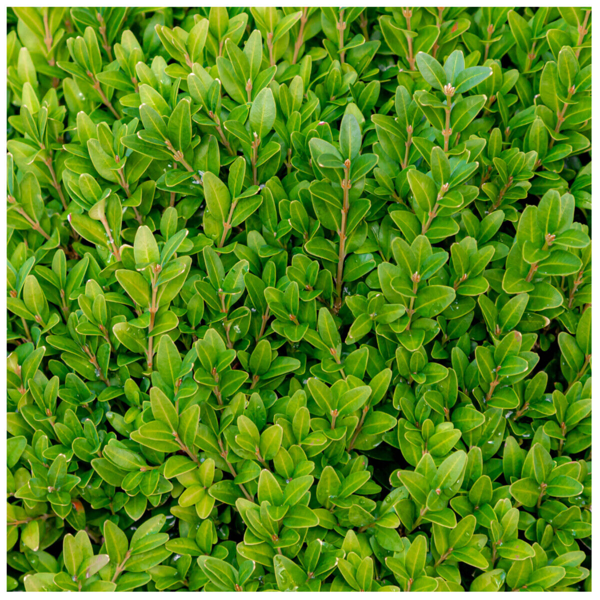 Common Box 30-40cm, Buxus Sempervirens,Big Bushy Evergreen Hedging Plants