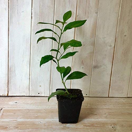 Lime Tree Citrus Fruit Houseplant Grow Your Own Fruit Plant for Home, Office & Conservatory 9cm