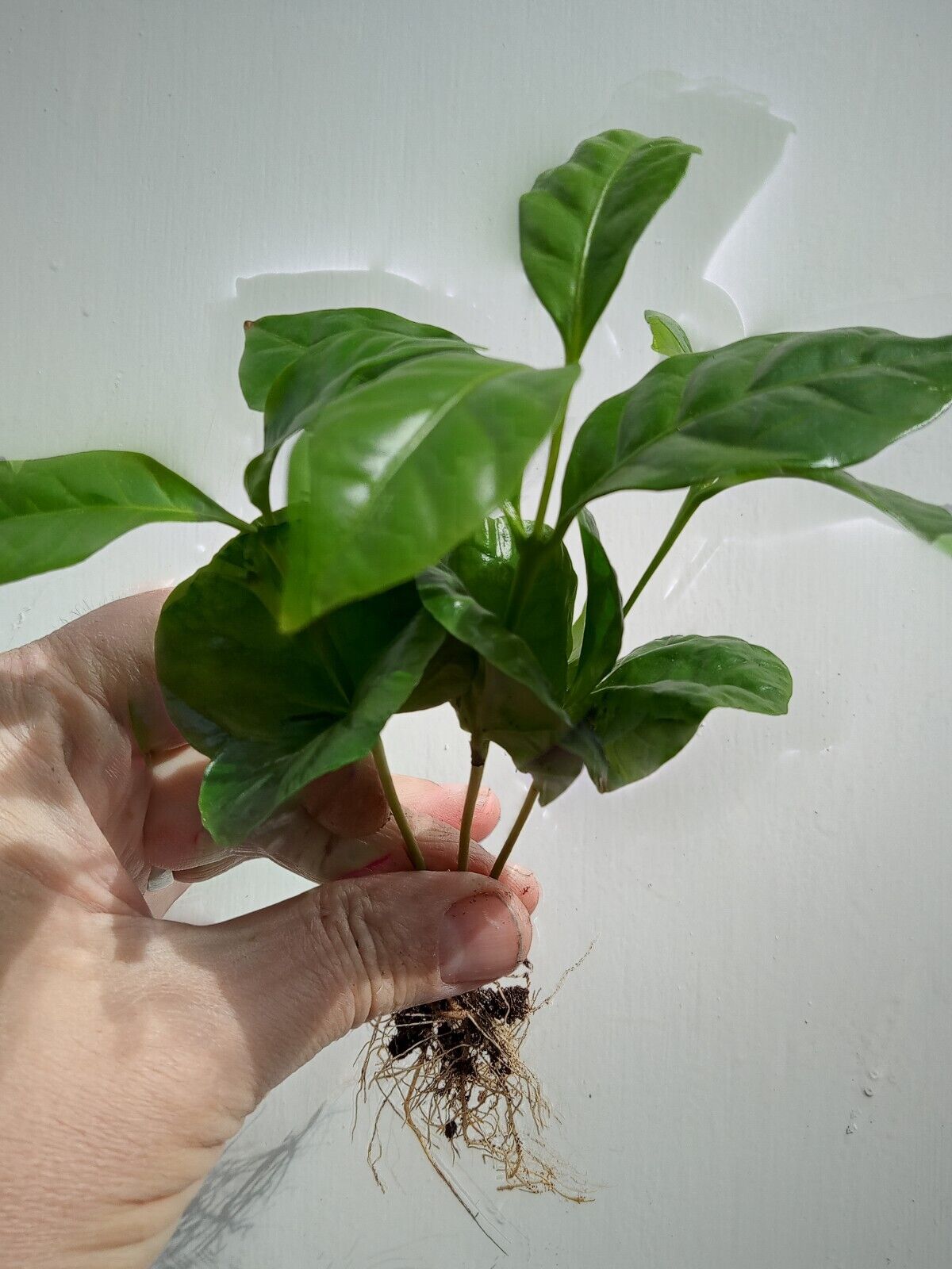 Coffee plant Houseplant . Coffee Arabica plants 4 x Coffee Plants,