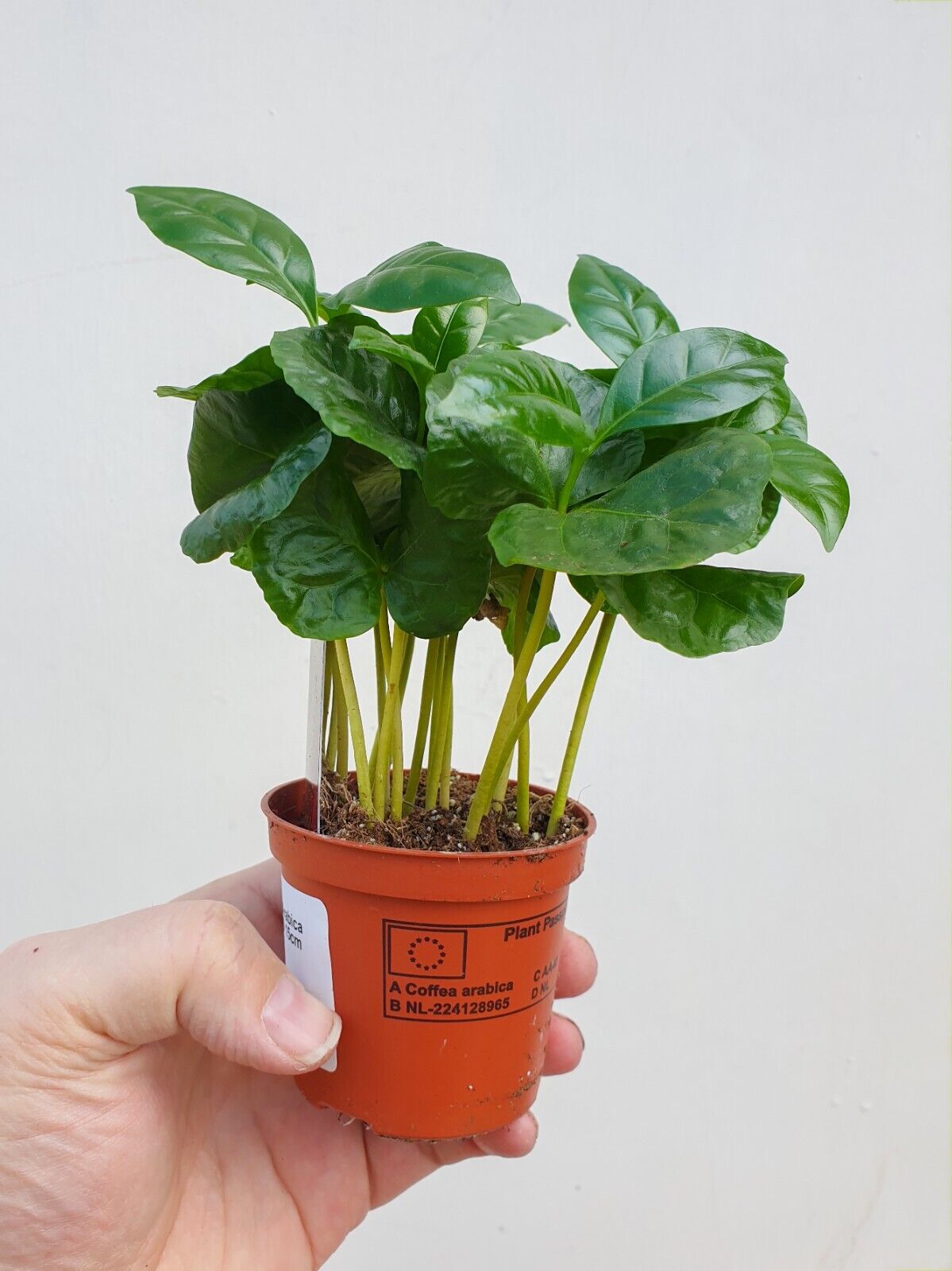 Coffee plant Houseplant in 7cm pot