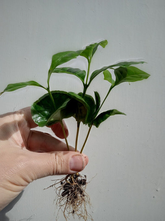 Coffee plant Houseplant . Coffee Arabica plants 4 x Coffee Plants,