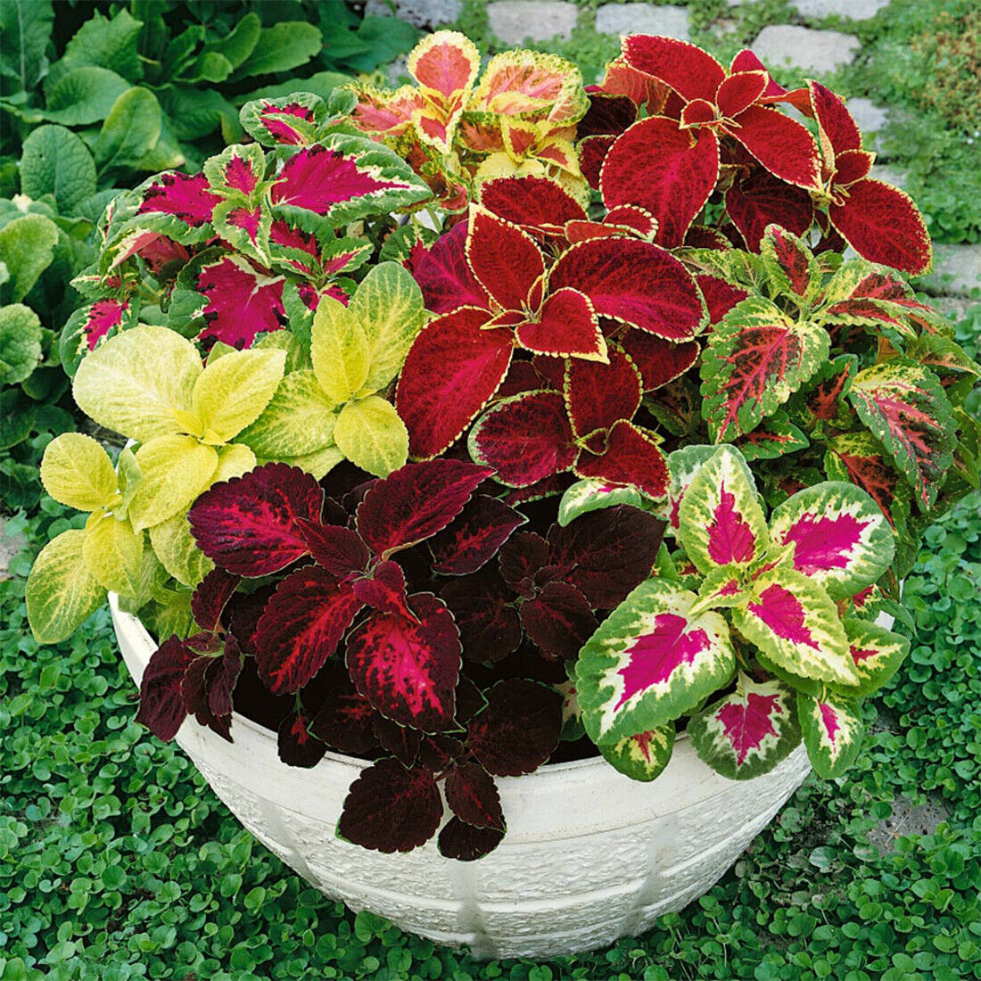 50 UK Coleus Rainbow Seed Mix Dwarf Coloured Flowers to Plant & Grow Bush Plants