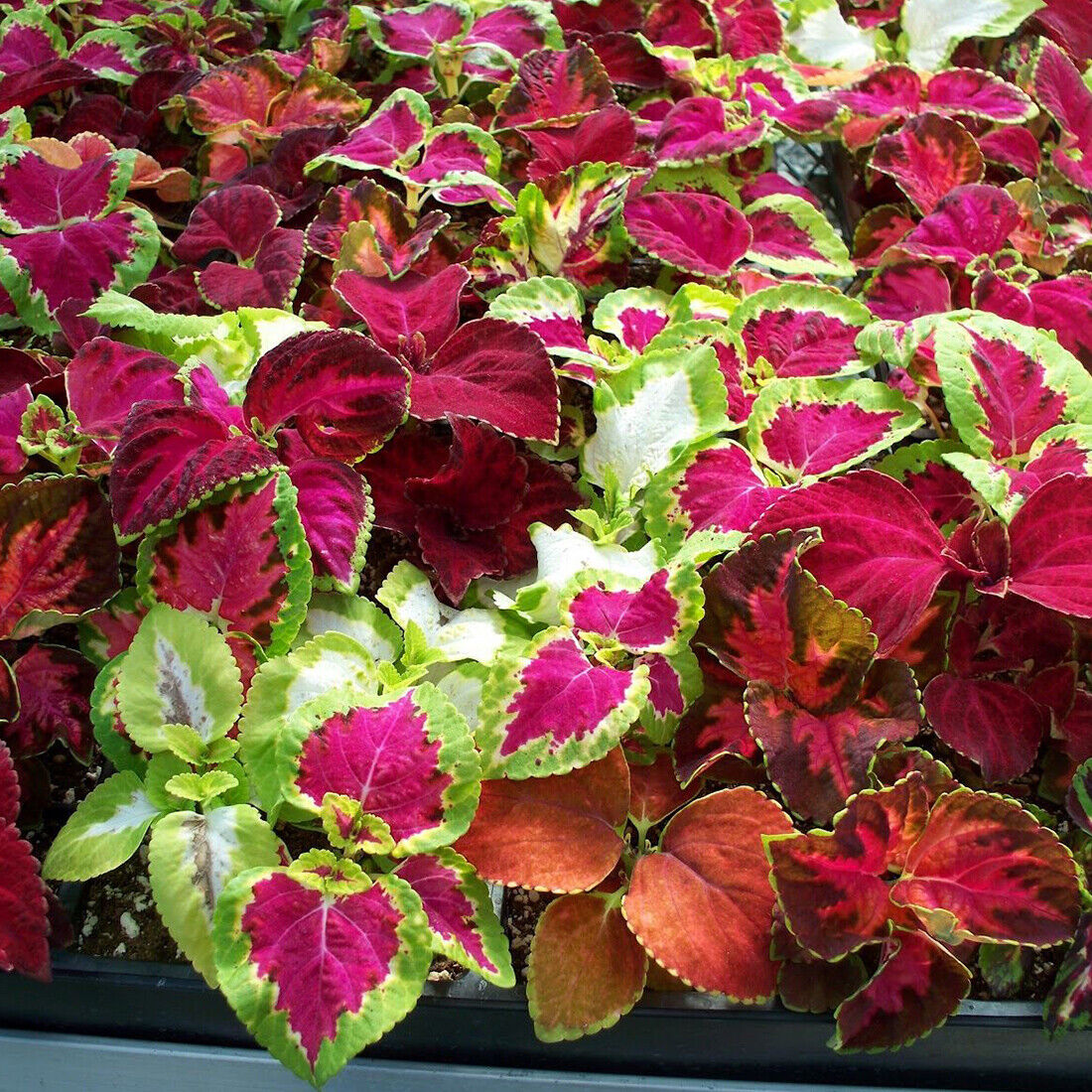 50 UK Coleus Rainbow Seed Mix Dwarf Coloured Flowers to Plant & Grow Bush Plants