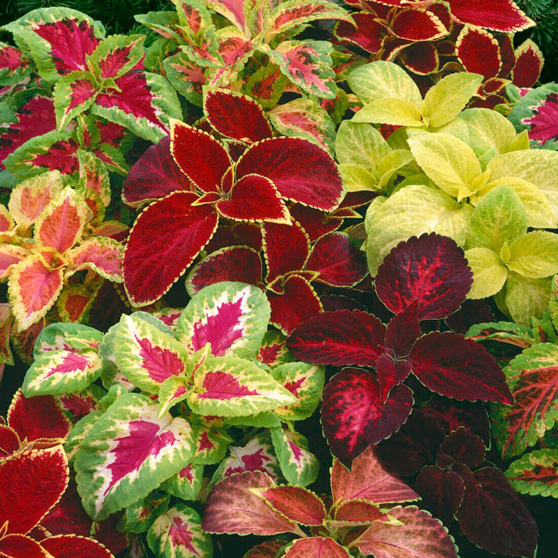 50 UK Coleus Rainbow Seed Mix Dwarf Coloured Flowers to Plant & Grow Bush Plants