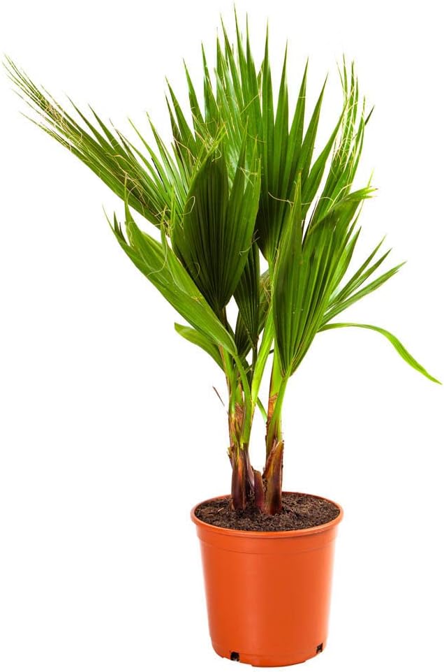 1 x Cotton Palm (Washingtonia) 75-80cm in 17cm Pot Plam Trees for Gardens Perfect for Pots and Containers or Straight in The Ground Exotic Plants for Gardens