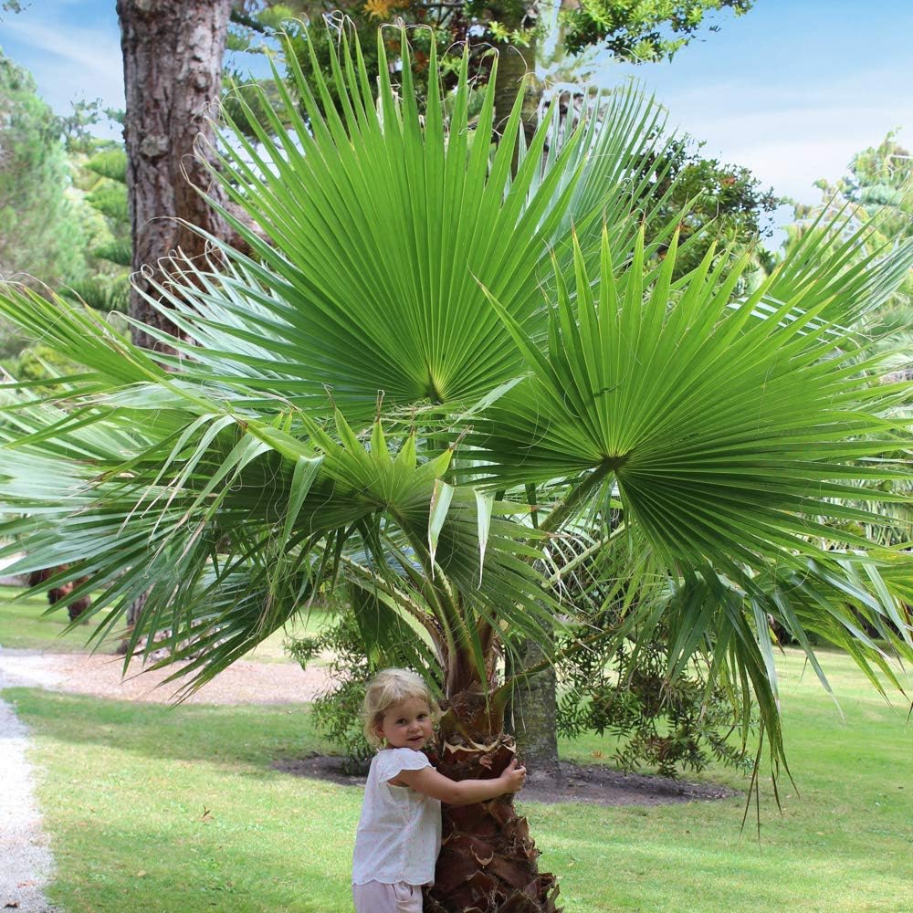 1 x Cotton Palm (Washingtonia) 75-80cm in 17cm Pot Plam Trees for Gardens Perfect for Pots and Containers or Straight in The Ground Exotic Plants for Gardens