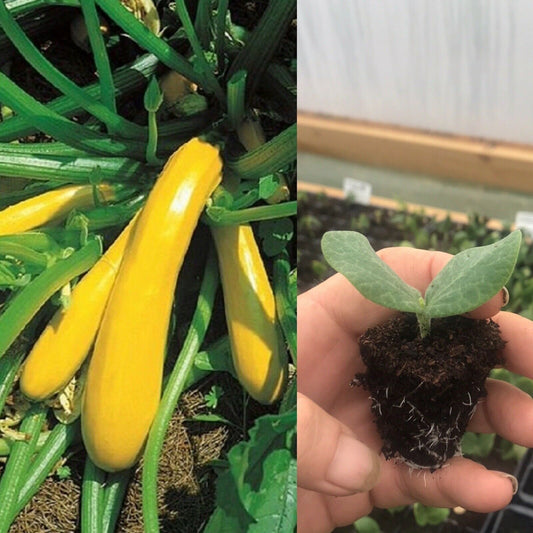 Courgette Yellow Golden plug plants x 3