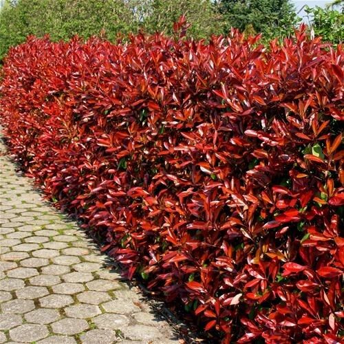 100  Photinia Red Robin Hedging Plants 35-45cm Bushy Evergreen Hedge Shrubs