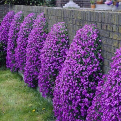 Creeping Thyme - Garden Plant Herb - Viable 20 Seeds