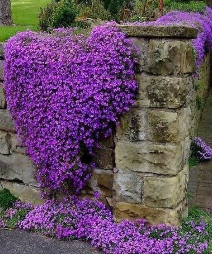 Creeping Thyme - Garden Plant Herb - Viable 20 Seeds