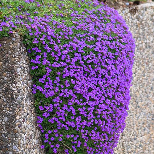 Creeping Thyme - Garden Plant Herb - Viable 20 Seeds