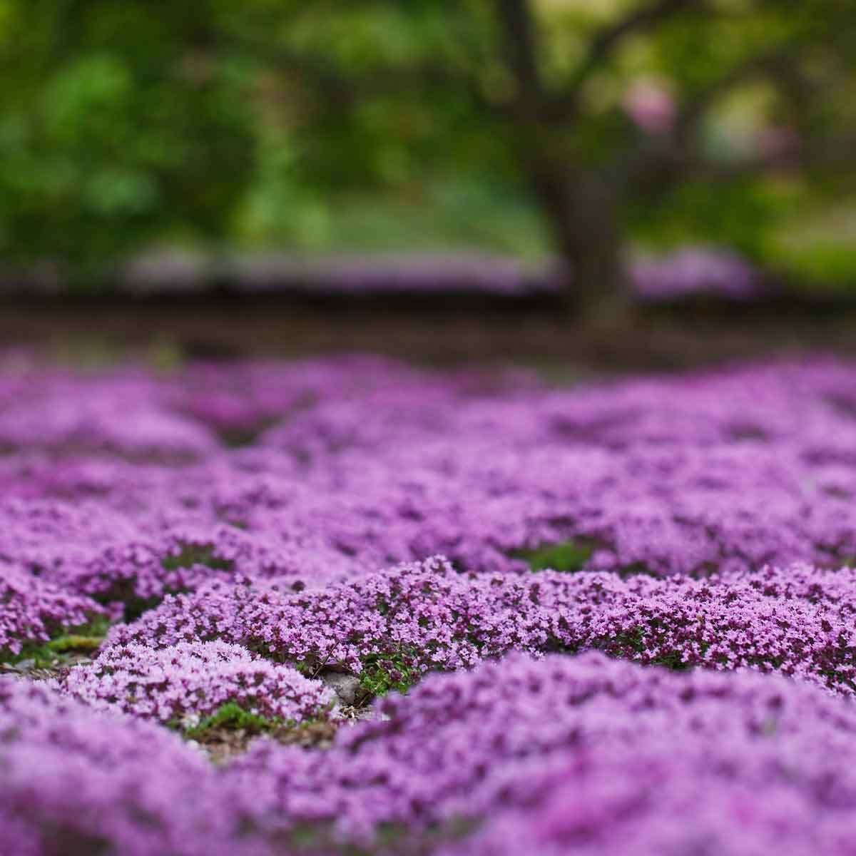 Creeping Thyme - Garden Plant Herb - Viable 20 Seeds