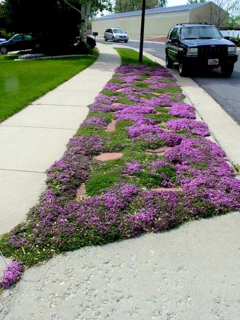 Creeping Thyme - Garden Plant Herb - Viable 20 Seeds