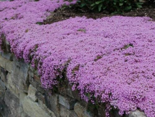 250 x Thyme ‘Purple Creeping’ Herb SEEDS – Quality UK Seed *Fast Dispatch*