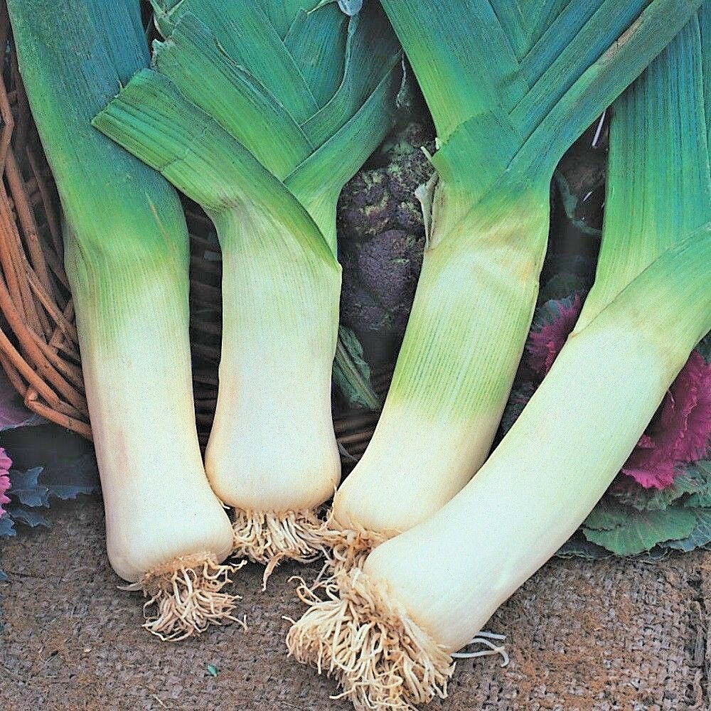 Vegetable Leek Giant Appx 100 seeds