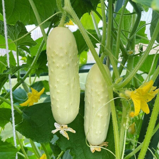 Cucumber Cetriolo White Wonder - Very Easy to Grow - Minimal Care - 15 SEEDS UK