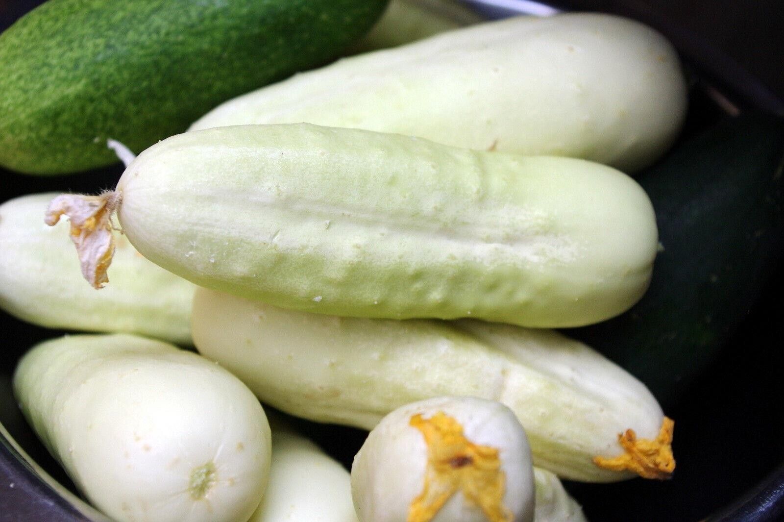 Cucumber Cetriolo White Wonder - Very Easy to Grow - Minimal Care - 15 SEEDS UK