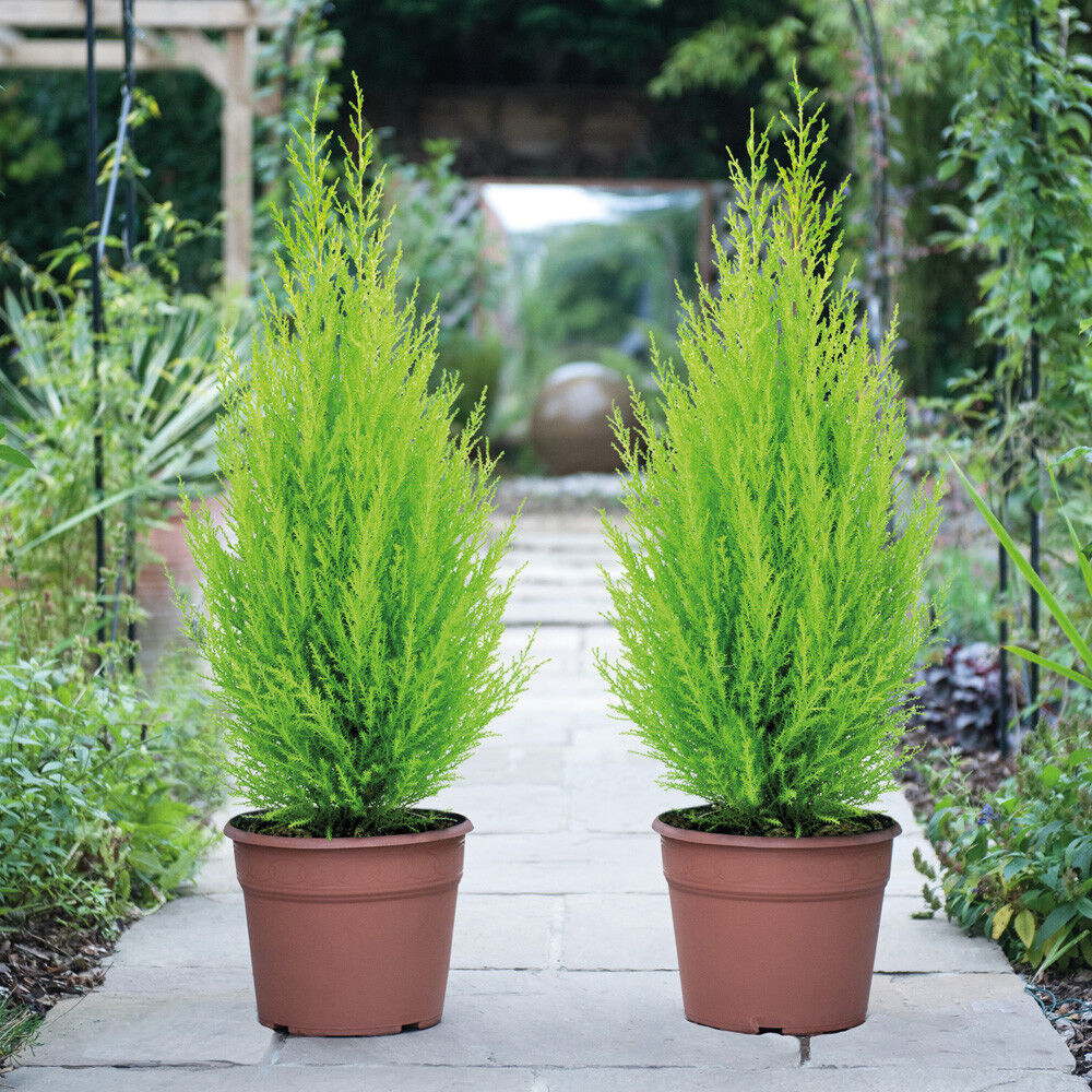 Cupressus Evergreen Conifer Wilma Shrub Tree Plants Goldcrest 10.5cm Pots Pack of 2