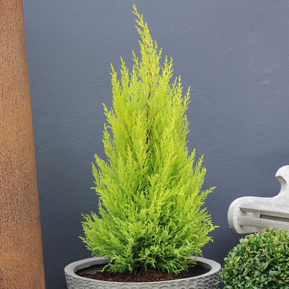 Cupressus Evergreen Conifer Wilma Shrub Tree Plants Goldcrest 10.5cm Pots Pack of 2