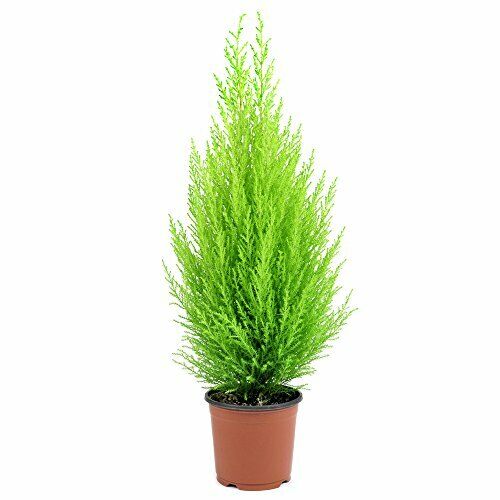 Cupressus Evergreen Conifer Wilma Shrub Tree Plants Goldcrest 10.5cm Pots Pack of 2