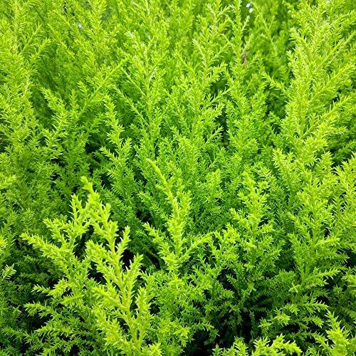 Cupressus Evergreen Conifer Wilma Shrub Tree Plants Goldcrest 10.5cm Pots Pack of 2