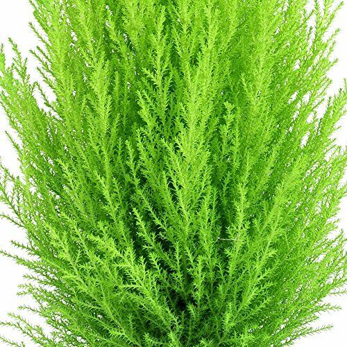 Cupressus Evergreen Conifer Wilma Shrub Tree Plants Goldcrest 10.5cm Pots Pack of 2