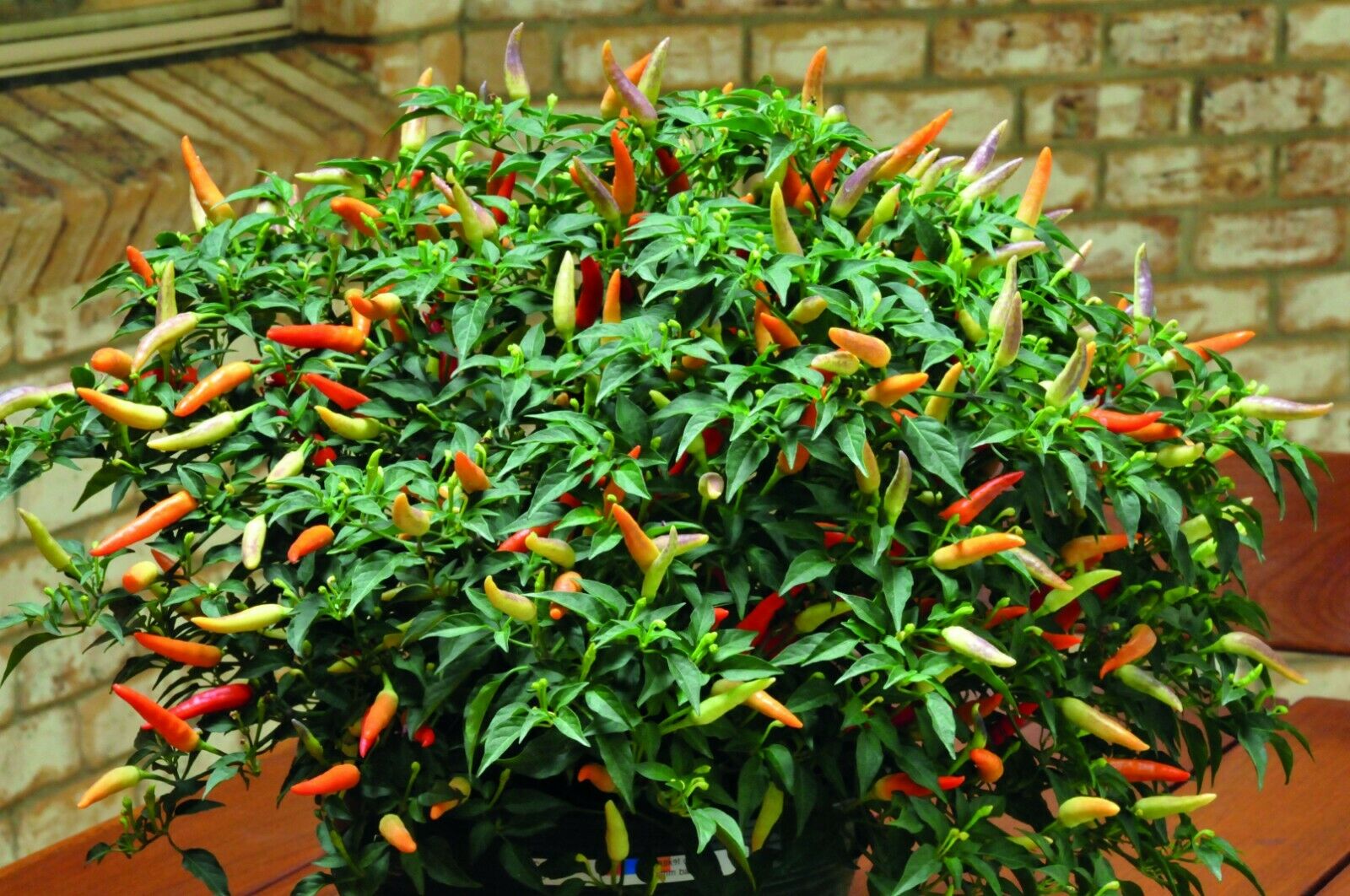 Patio fire chilli viable seeds - Dwarf Medium Hot Chili Pepper 10 seeds