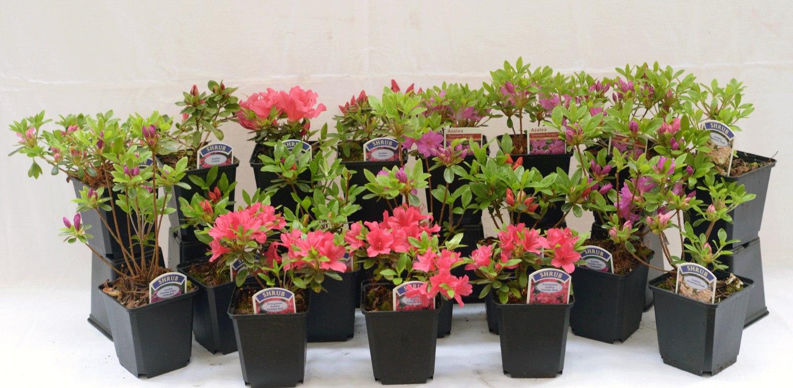 6 Mixed Dwarf Evergreen Colourful Flowering Azalea Shrub Plants P9 pots