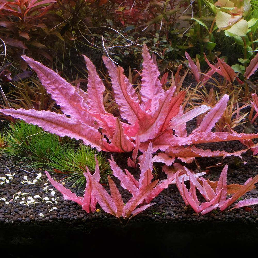 Cryptocoryne Flamingo Live Aquarium Plants Tropical Aquascaping Tank