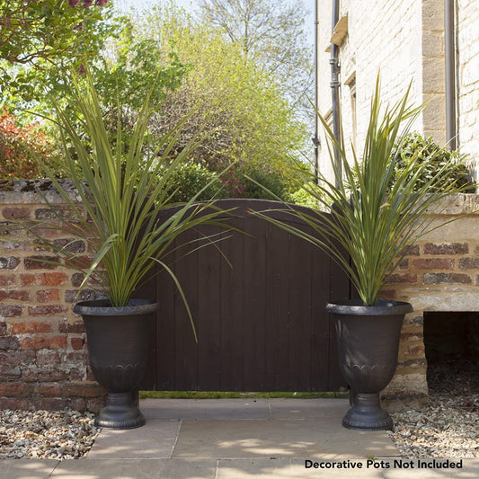 Cordyline Australis Green Plant 80-100cm Tall