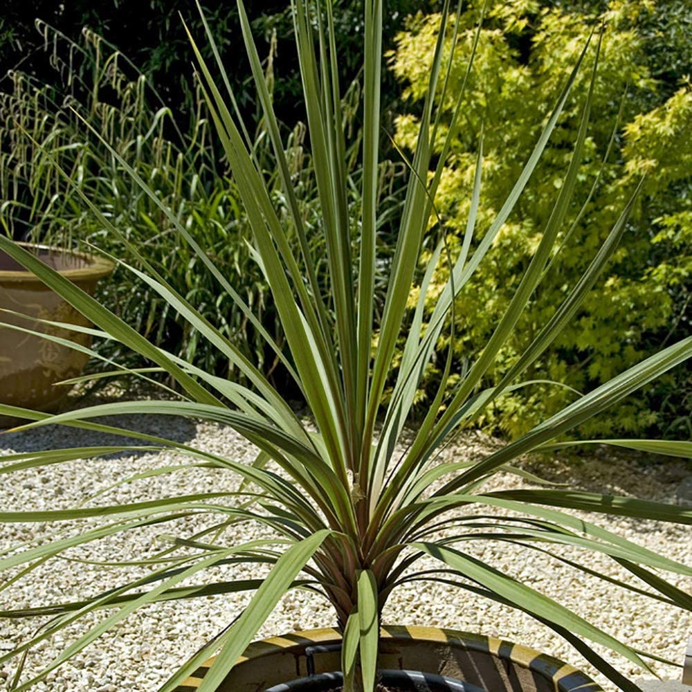 Cordyline Australis Green Plant 80-100cm Tall