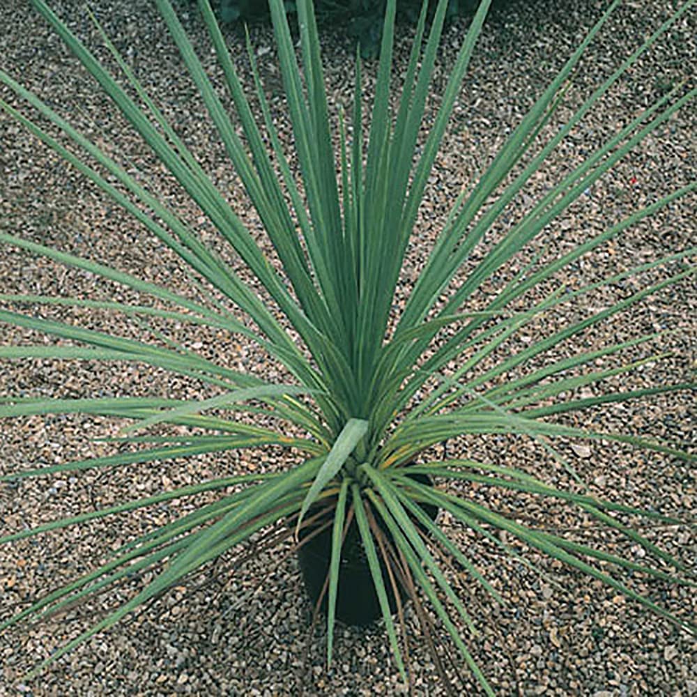 Cordyline Australis Green Plant 80-100cm Tall