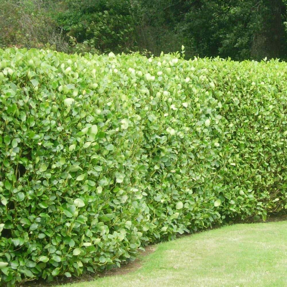 Griselinia Littoralis Hedging Plants 30-40cm Evergreen Fast Growth 10cm Pots.