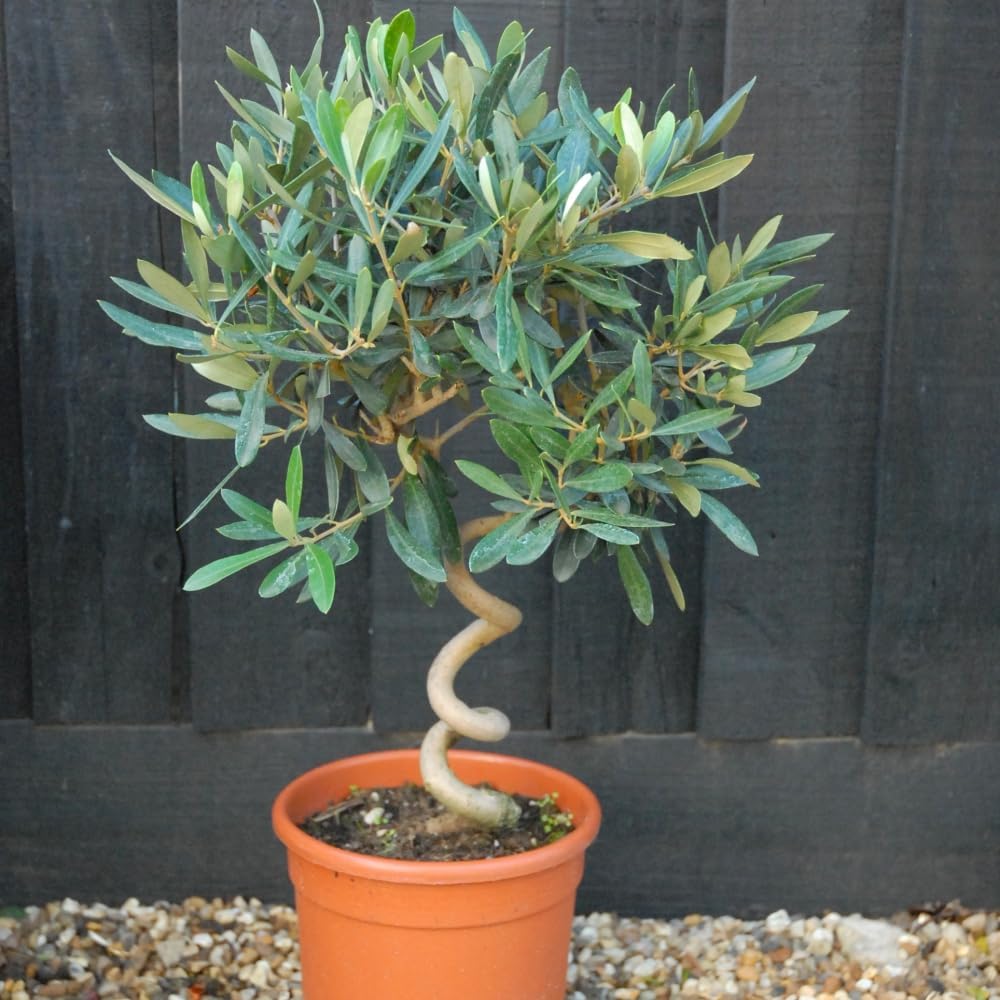 Olive Tree with Spiral Stem - Hardy Shrub - Grey Green Foliage - Low Maintenance Garden - Easy to Grow - Evergreen Plant - Ideal Doorway Display - Edible Fruit - 2X 20cm Pot