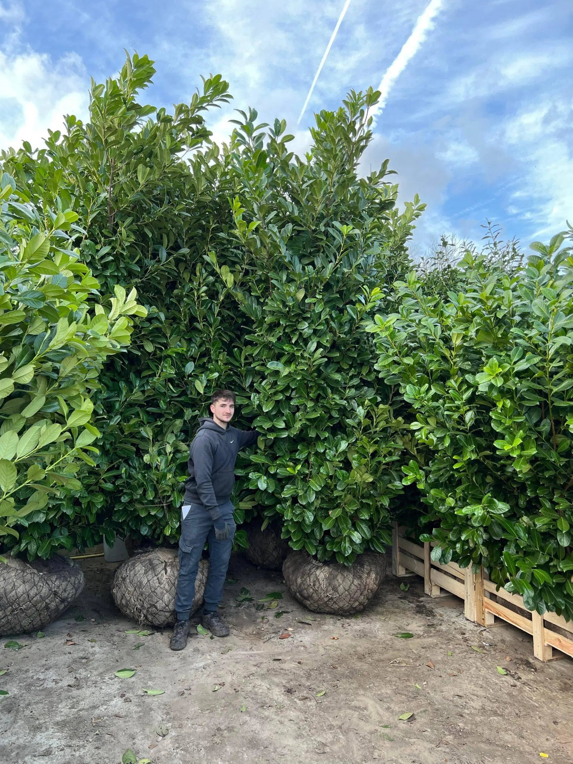 Cherry Laurel – Prunus Laurocerasus Rotundafolia 400-450cm Tall Massive Rootball Instant Hedge