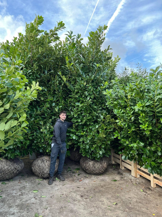 5 Cherry Laurel – Prunus Laurocerasus Rotundafolia 400-450cm Tall Massive Rootball Instant Hedge