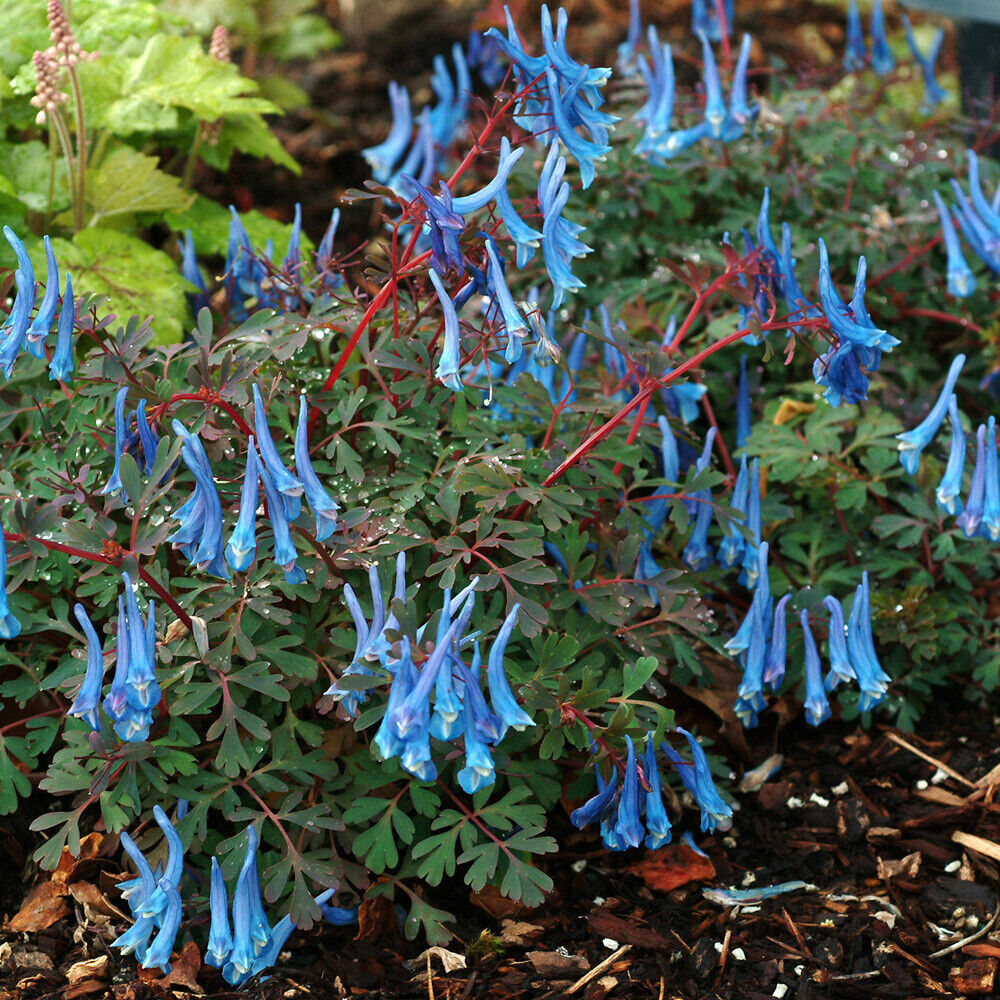 Corydalis 'Blue Heron' Jumbo Plug Perennial Herbaceous Plants Garden Ready Plant