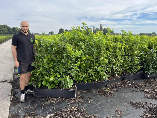 Cherry Laurel – Prunus Laurocerasus Rotundafolia 130-150cm  Instant Hedge 1 large Plant