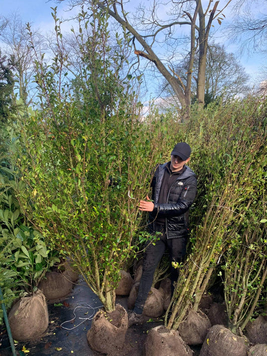 Privet Hedging – Ligustrum Ovalifolium 250-270cm