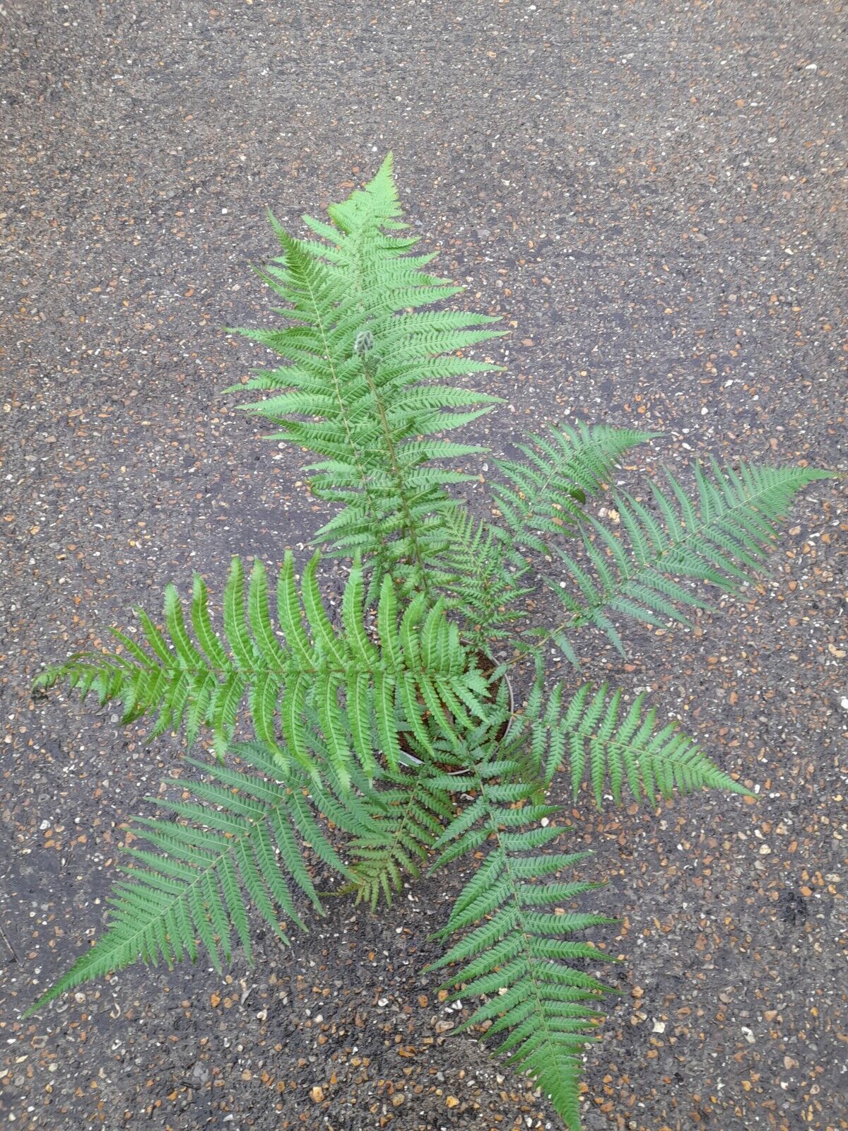 Tree Fern semi hardy 2L Dicksonia antarctica superior quality NEW SHOOTS