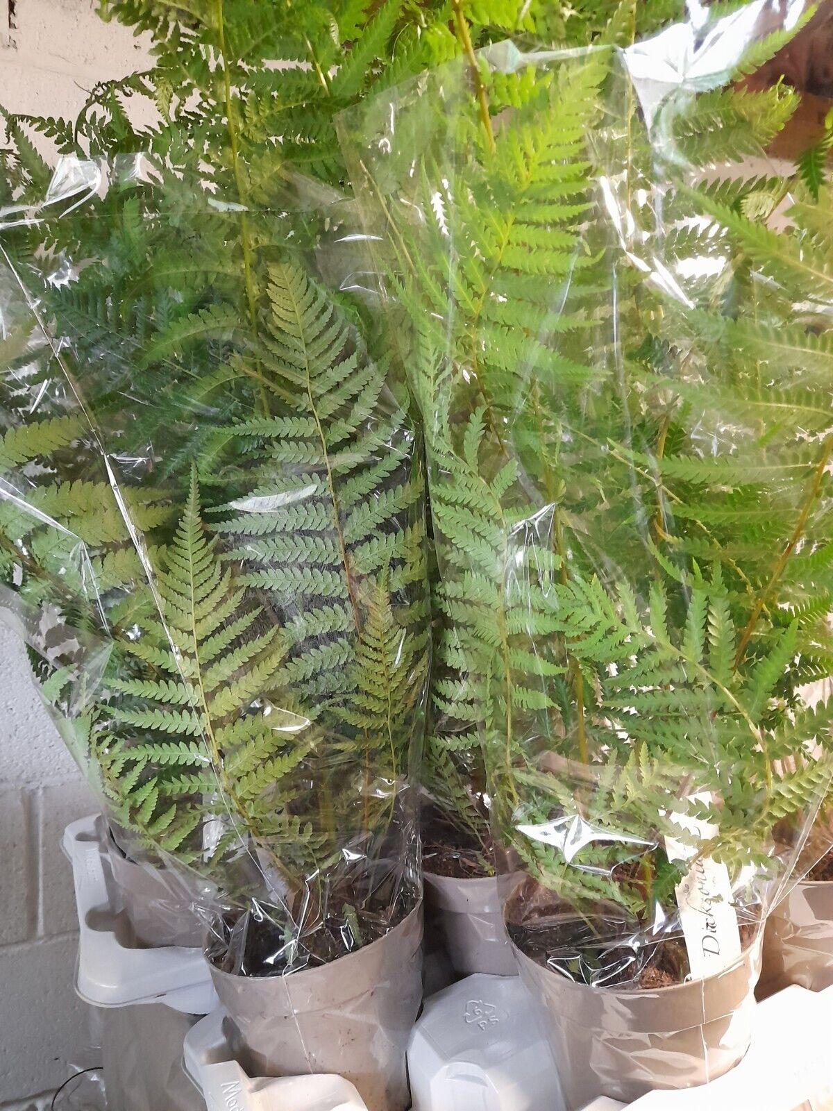 Tree Fern semi hardy 2L Dicksonia antarctica superior quality NEW SHOOTS