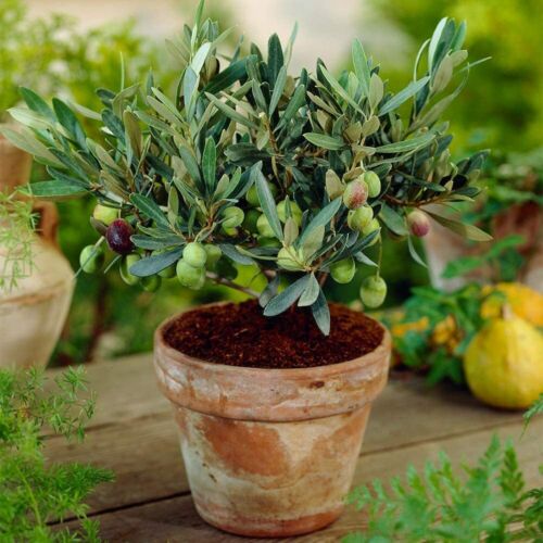 OLIVE TREE - Olea europea Excellent for Bonsai x20 seeds