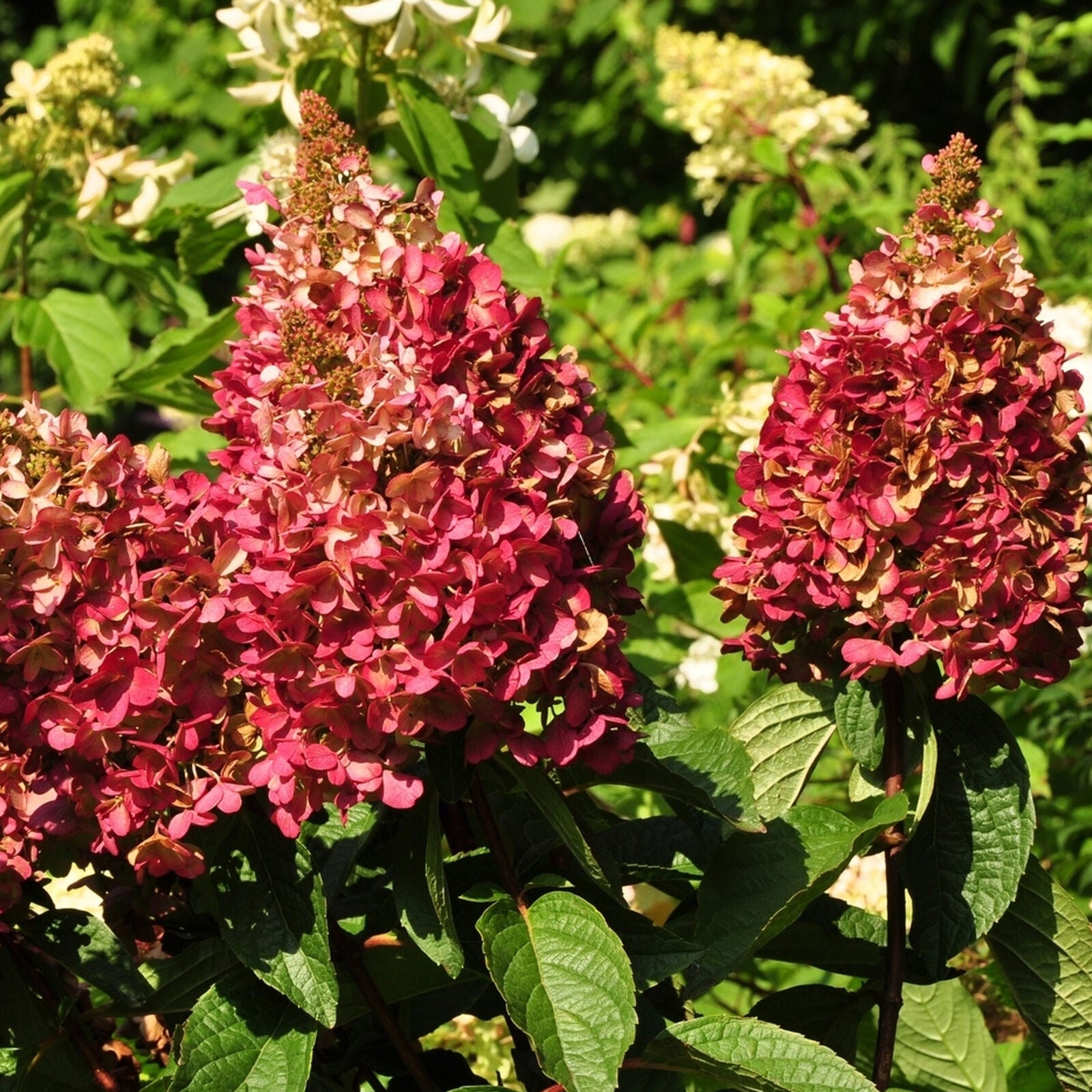 Hydrangea paniculata Wims Red Compact Deciduous Potted Shrub Garden Plant