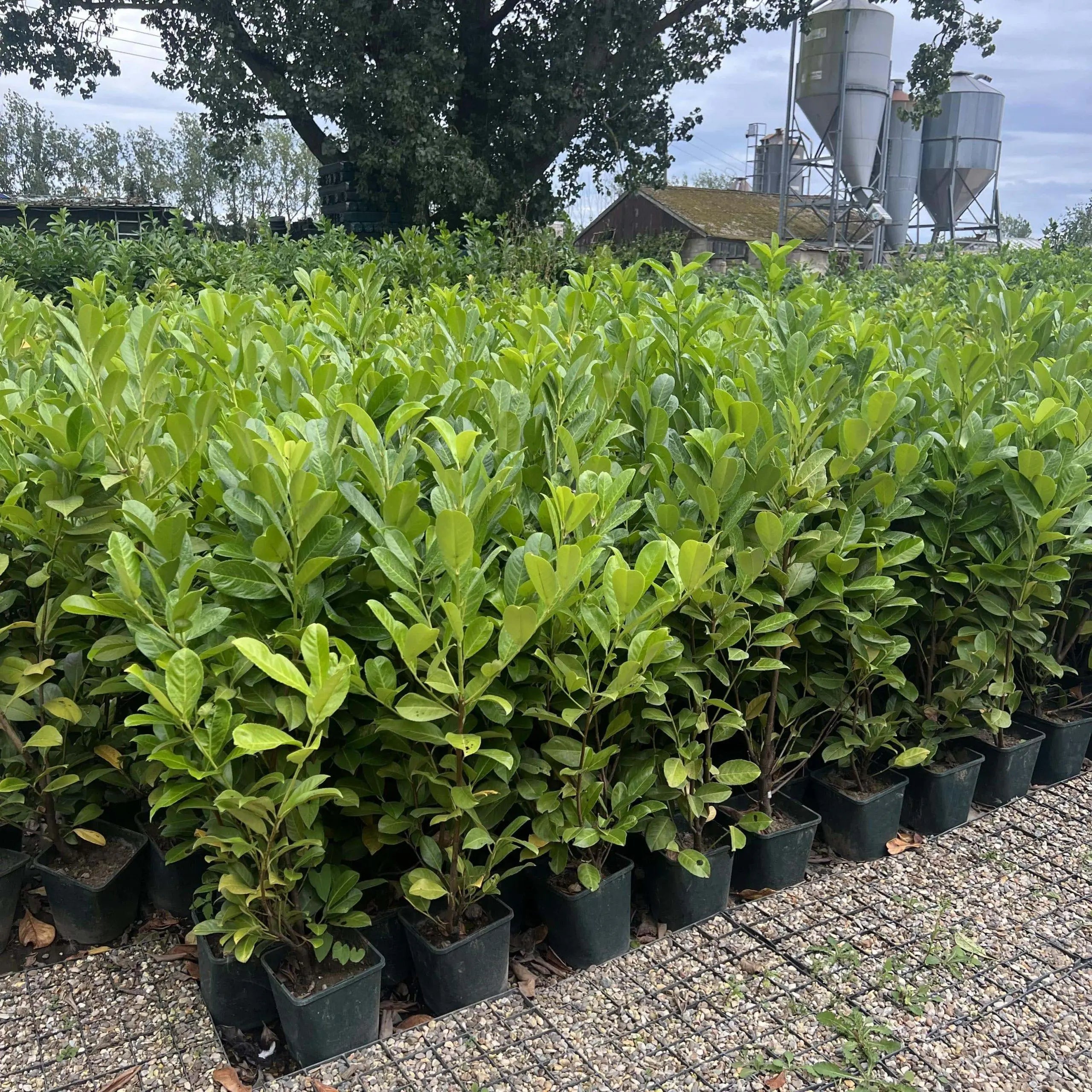 Cherry Laurel – 90-110cm – Stock Clearance Deals Pallet of 10