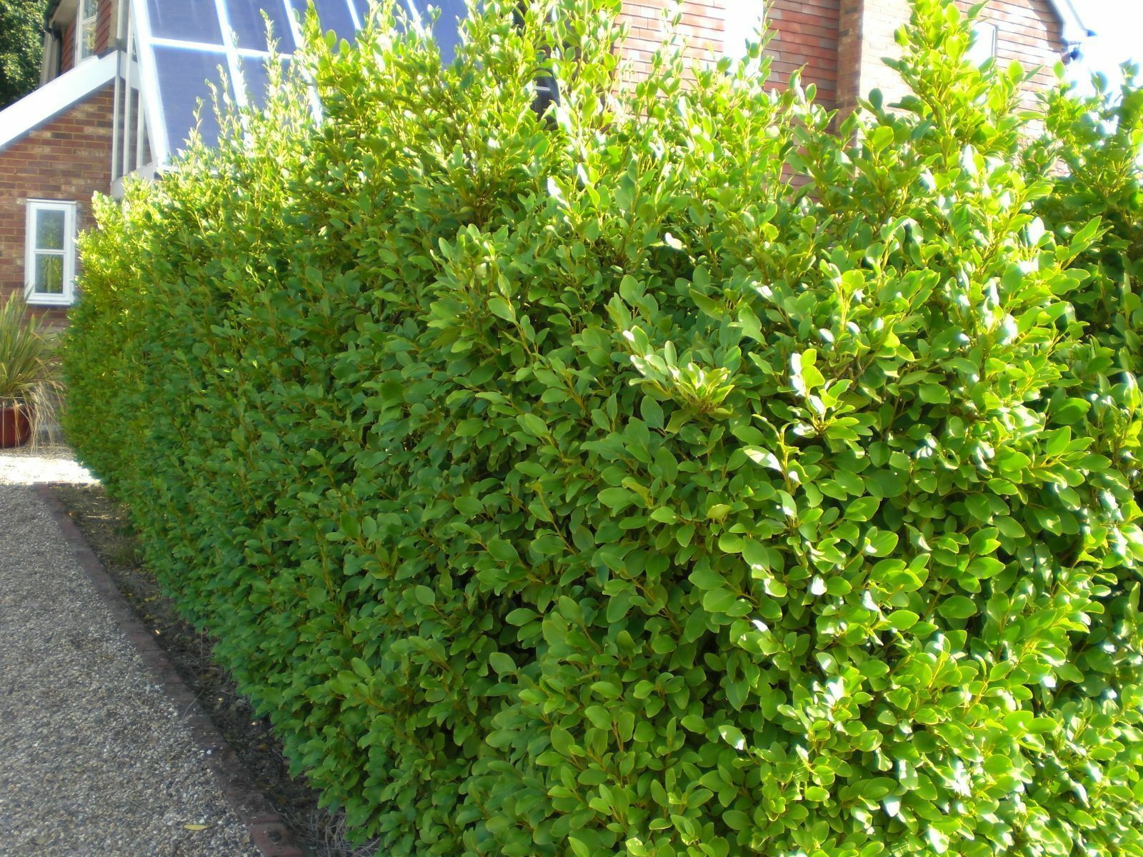 Griselinia Littoralis Hedging Plants 30-40cm Evergreen Fast Growth 10cm Pots.